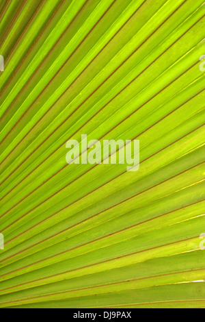 Close up di Palma foglie. Foto Stock