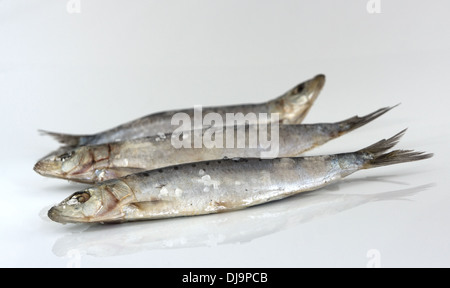 Tre materie di sardine con sale. Messa a fuoco selettiva. Foto Stock