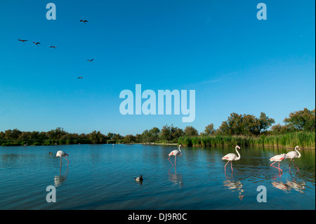 Fenicotteri maggiore,Phoenicopterus roseus,Parco degli Uccelli di Pont de Gau, Camargue, Francia Foto Stock