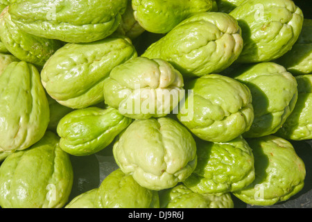 Palo Verde di Chayote frutta. Frutta commestibili originariamente per l'America centrale. Foto Stock