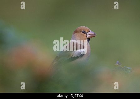 Un migrante Hawfinch Coccothraustes coccothraustes, Shetland Foto Stock