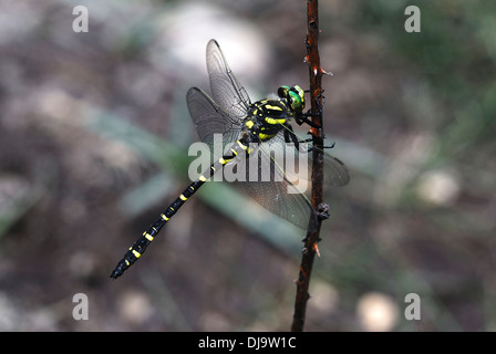 Un oro-inanellati dragonfly REGNO UNITO Foto Stock
