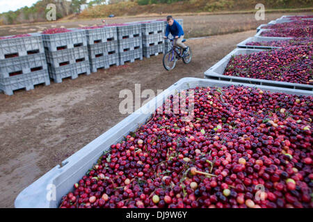 Harwich, MA, Stati Uniti d'America. 28 Aprile, 2011. KEEGAN GINOCCHIO bikes ultimi contenitori di bacche secco mentre attende il suo coltivatore di mirtillo palustre nonno, Linc Thacher per finire. Julia Cumes/Zuma © Julia Cumes/ZUMAPRESS.com/Alamy Live News Foto Stock