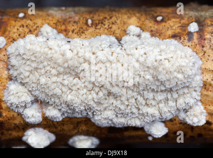 Autunno di funghi in Finlandia Foto Stock