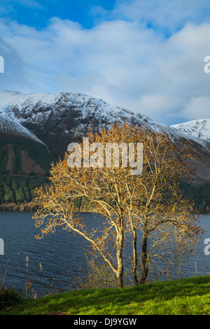 Autunno dorato colori sulle rive di Loch Lochy, Highlands Occidentali, Scozia Foto Stock