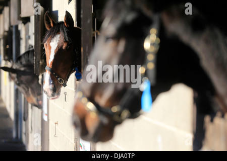 22/12/2013, l'Irlanda. Vincitore delle corse ippiche Chicquita diventa il più costoso cavallo mai venduti all'asta in Irlanda in vendita per € 6 m Foto Stock