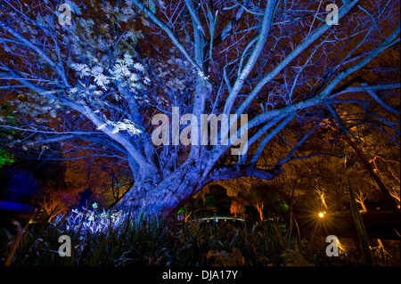 Un albero a Syon House, Londra illuminata con una luce blu Foto Stock