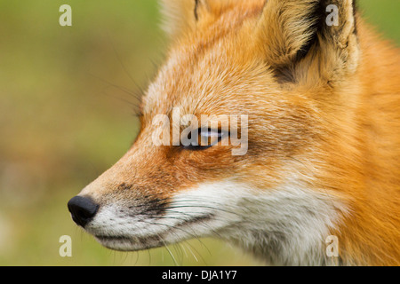 Spettacolare red fox ritratto Foto Stock