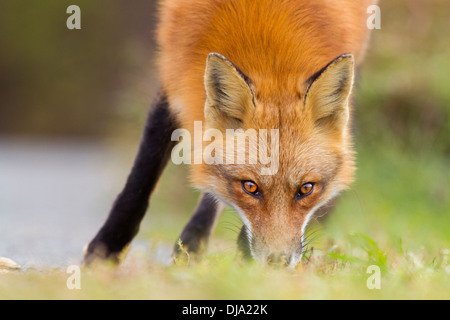 Close up wild red fox hunting. Il contatto degli occhi con la fotocamera è spettacolare. Foto Stock