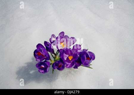 Fiore Crocus Peeking fino attraverso la neve. Molla. Centromeridionale Alaska. Foto Stock