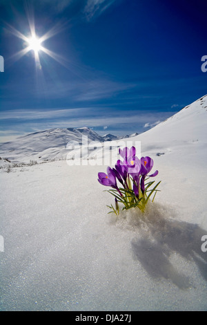 Fiore Crocus Peeking fino attraverso la neve in primavera. Centromeridionale Alaska. Foto Stock