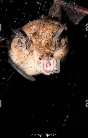 Ritratto orizzontale di catturato maggiore bat a ferro di cavallo, Rhinolophus ferrumequinum, nebbia in rete durante la notte. Foto Stock