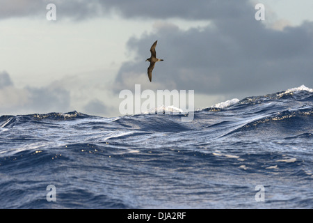 Bermuda Petrel - Pterodroma cahow Foto Stock