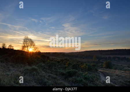 Il tardo autunno tramonto nella nuova foresta, Hampshire, Regno Unito Foto Stock