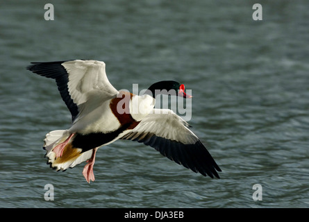 Shelduck Tadorna tadorna Foto Stock