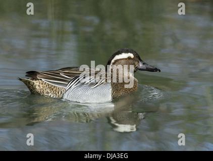 Marzaiola (maschio) Anas querquedula Foto Stock