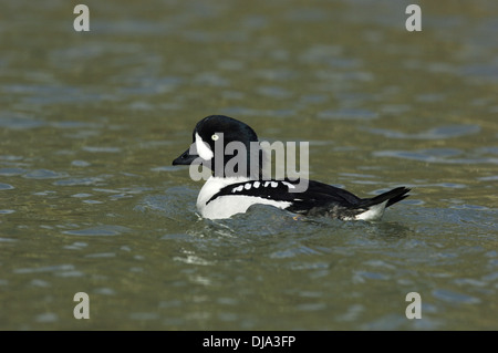 Barrow è Goldeneye - Bucephala islandica Foto Stock