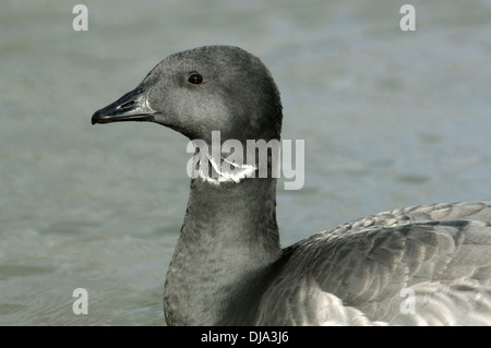 Brent Goose Branta bernicla Foto Stock