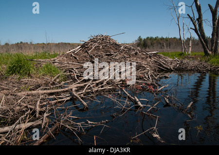 Beaver Lodge sul fiume di Ipswich in Topsfield, Massachusetts Foto Stock