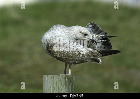 Herring Gull Larus argentatus Foto Stock