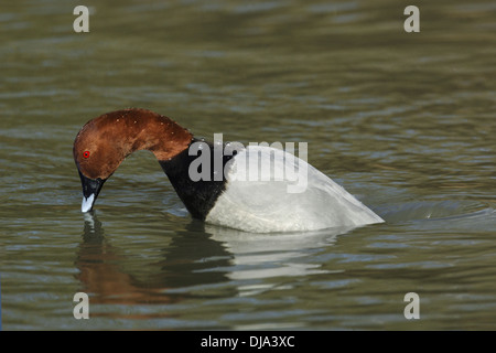 Pochard Aythya ferina - maschio Foto Stock