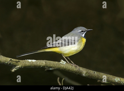 Gray Wagtail Motacilla cinerea Foto Stock