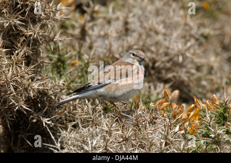 Linnet Carduelis cannabina Foto Stock