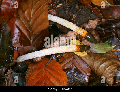 Cane Stinkhorn, Mutinus caninus, Phallaceae. Cresce nei boschi figliata di foglia. Foto Stock