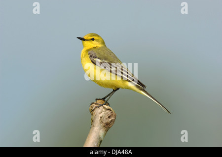 Wagtail giallo Motacilla flava flavissima Foto Stock