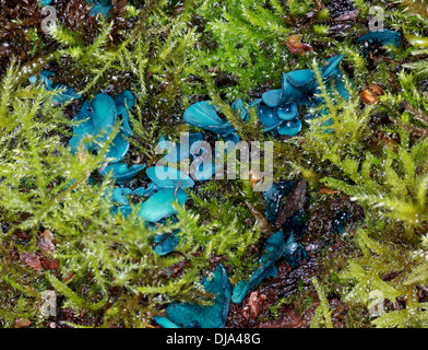 Verde, Elfcup Chlorociboria aeruginascens, Helotiaceae. Syn. Aeruginascens Chlorosplenium, Helotium aeruginascens. Foto Stock