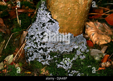 Cinder fragile fungo, Kretzschmaria deusta, Xylariaceae. Syn. Ustulina deusta. Foto Stock