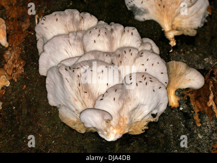 Dark-Winged moscerini di fungo (Sciarid mosche), Sciaridae, di alimentazione su un Oyster fungo Pleurotus ostreatus, Pleurotaceae. Foto Stock
