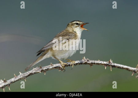 Sedge Trillo Acrocephalus schoenobaenus Foto Stock