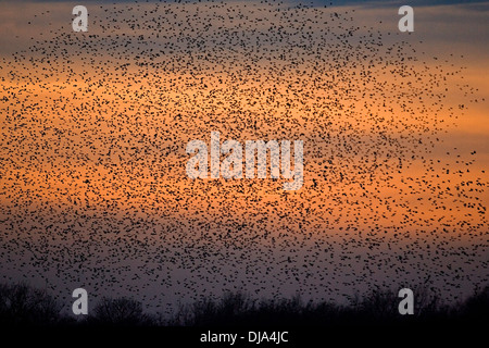 Starling Sturnus vulgaris Foto Stock