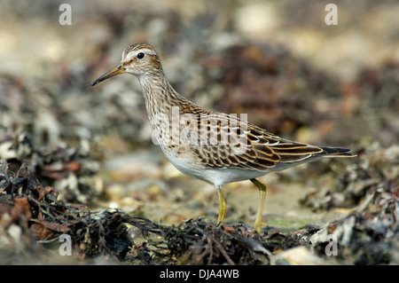 Pectoral Sandpiper Calidris melanotos Foto Stock