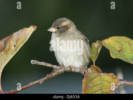 Casa Passero Passer domesticus Foto Stock