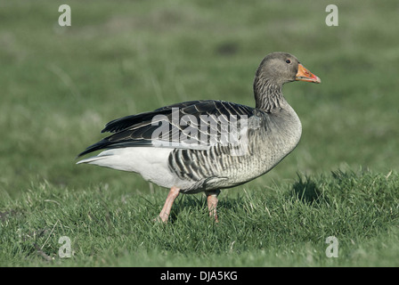 Graylag Goose Anser anser Foto Stock