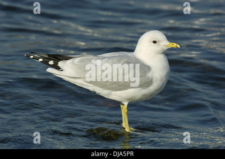 Gabbiano comune Larus canus Foto Stock