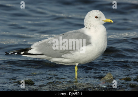 Gabbiano comune Larus canus Foto Stock