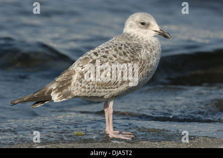 Herring Gull Larus argentatus Foto Stock