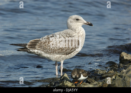 Herring Gull Larus argentatus Foto Stock