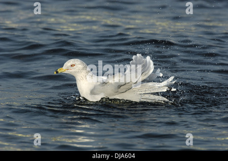 Anello-fatturati Gull Larus delawarensis Foto Stock