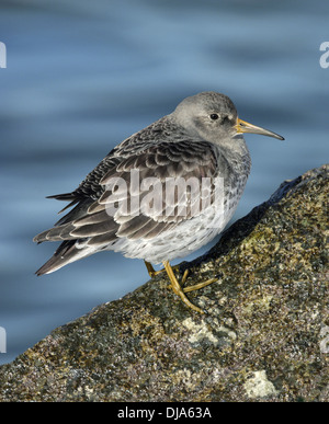 Purple Sandpiper Calidris maritima Foto Stock