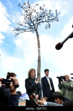 Rikuzentakata, Giappone. 26 Nov, 2013. Stati Uniti Ambasciatore in Giappone Caroline Kennedy parla ai giornalisti durante un gruppo ad hoc di conferenza stampa nella parte anteriore della replica del 'miracolo pino" sulla spiaggia di Rikuzentakata, nella prefettura di Iwate, nel nordest del Giappone, Martedì, Novembre 26. Kennedy, figlia dell'ex Presidente John F. Kennedy che ha assunto il suo post come la prima donna inviato negli Stati Uniti per il Giappone, avvolse il suo tour di due giorni per la zona colpita duramente dal marzo 11, 2011, il terremoto e lo tsunami. Il pino originale sono sopravvissuti allo tsunami ma più tardi morì da acqua di mare danno. Il tronco conservati wa Foto Stock