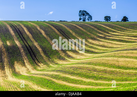 Una semplice immagine del pattern ondulato creato da giovani di colture e di solchi di un campo arato nel Wiltshire, Regno Unito. Foto Stock