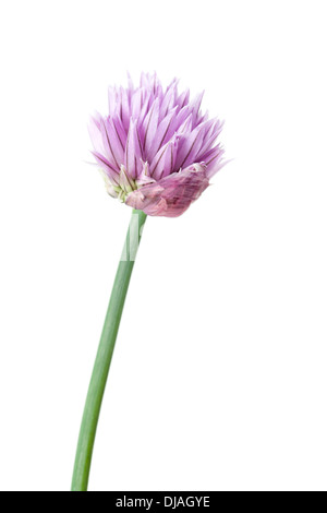 Erba cipollina fiore isolato su sfondo bianco con profondità di campo Foto Stock