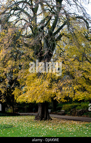 Piangendo argento tiglio (Tilia tomentosa 'Petiolaris') in autunno, Jephson Gardens, Leamington Spa, Regno Unito Foto Stock