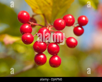 Viburno Rose (Viburnum opulus), bacche rosse, Turingia, Germania Foto Stock