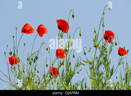 Papavero di mais o comuni di papavero (Papaver rhoeas), fiori, Turingia, Germania Foto Stock