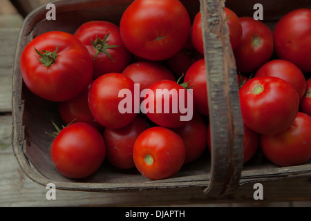 Cesto di appena raccolto pomodori rossi Foto Stock